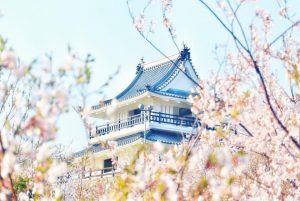 A traditional Japanese castle with blue-tiled roofs is partially visible behind blossoming cherry trees under a bright, clear sky—an unforgettable sight when you travel to Shikoku.